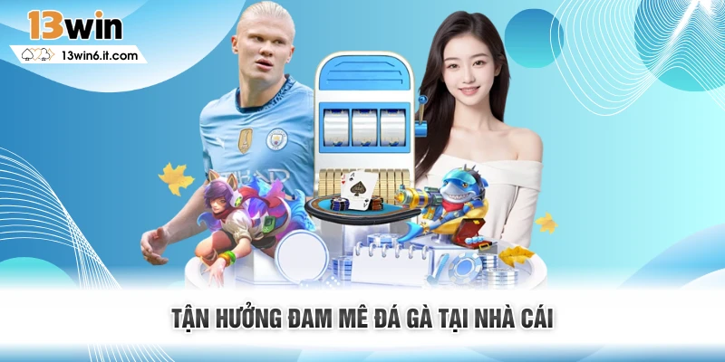 Tận hưởng đam mê đá gà tại nhà cái